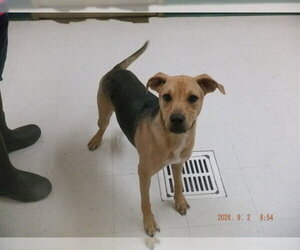 German Shepherd Dog-Unknown Mix Dogs for adoption in Oroville, CA, USA