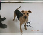 GEMMA - Female German Shepherd Dog-Unknown Mix Dog for Adoption - Small photo