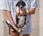 Small #3 Border-Aussie