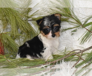 Yorkshire Terrier Puppy for sale in ELDORADO, OH, USA