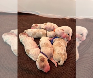 Cavapoo Puppy for sale in ENGLEWOOD, OH, USA