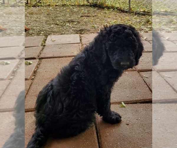 Medium Photo #3 Poodle (Standard) Puppy For Sale in GOWER, MO, USA