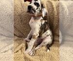 Puppy Orange collar Great Dane