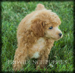 Small Photo #10 Poodle (Miniature) Puppy For Sale in COPPOCK, IA, USA
