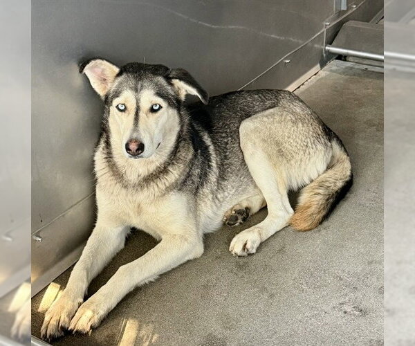 Medium Photo #2 Siberian Husky Puppy For Sale in San Bernardino, CA, USA