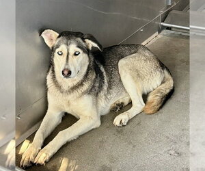 NIKI - Female Siberian Husky Dog for Adoption - Photo #2