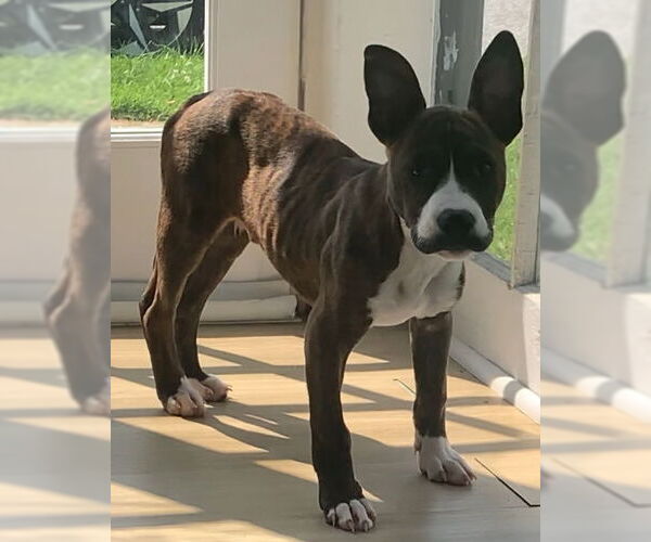 Medium Photo #22 American Pit Bull Terrier-Mountain Cur Mix Puppy For Sale in Oakhurst, NJ, USA