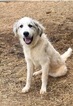 Small Photo #1 Great Pyrenees Puppy For Sale in AIRVILLE, PA, USA