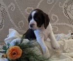 Small #4 English Springer Spaniel