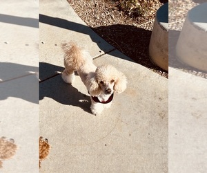 Father of the Goldendoodle (Miniature) puppies born on 03/21/2025
