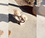 Small Photo #1 Goldendoodle (Miniature) Puppy For Sale in LAS VEGAS, NV, USA