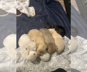 Pomeranian-Wapoo Mix Puppy for sale in MARION, NY, USA
