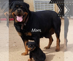 Small Photo #1 Rottweiler Puppy For Sale in VICTORVILLE, CA, USA