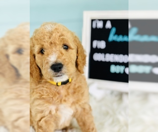 Medium Photo #1 Goldendoodle Puppy For Sale in PALM CITY, FL, USA