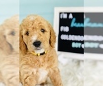 Small Photo #1 Goldendoodle Puppy For Sale in PALM CITY, FL, USA