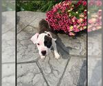 Small #3 American Pit Bull Terrier Mix