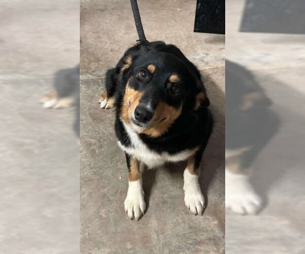 Medium Photo #1 Australian Shepherd-Pembroke Welsh Corgi Mix Puppy For Sale in Grafton, WI, USA