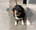 Small Australian Shepherd-Pembroke Welsh Corgi Mix