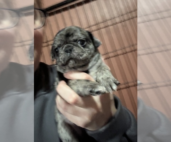 Medium Photo #2 Pug Puppy For Sale in BLOOMINGTON, IL, USA