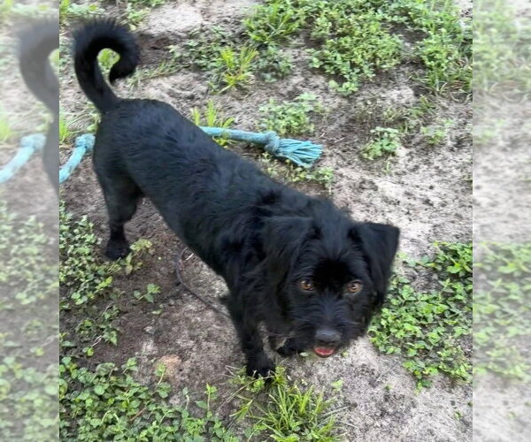 Medium Photo #5 Mutt Puppy For Sale in oakland, FL, USA