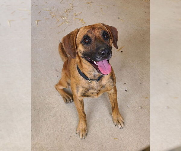 Medium Photo #1 Boxer-Mountain Cur Mix Puppy For Sale in Woodsfield, OH, USA