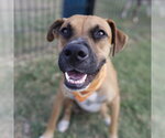 BROWNIE - Male American Staffordshire Terrier-Unknown Mix Dog for Adoption - Small photo