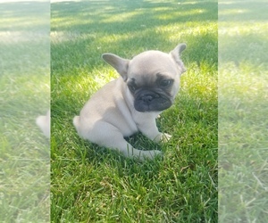 French Bulldog Puppy for Sale in BILLINGS, Montana USA