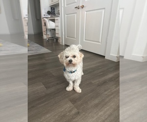 Havapoo Puppy for sale in HOUSTON, TX, USA