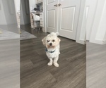 Small Havapoo