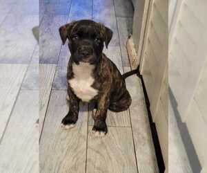 American Pit Bull Terrier Puppy for sale in JACKSONVILLE, FL, USA