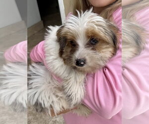 Cocoberry Yorkie Hypoallergenic - Male Mutt Dog for Adoption - Photo #4
