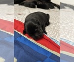 Small Photo #8 Labrador Retriever Puppy For Sale in CARMICHAEL, CA, USA