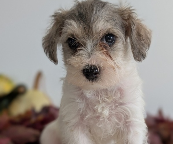 Medium Photo #5 Schnoodle (Miniature) Puppy For Sale in GOSHEN, IN, USA