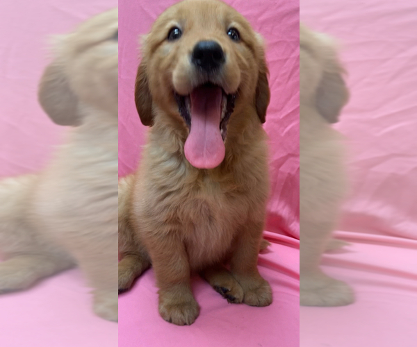 Medium Photo #1 Golden Retriever Puppy For Sale in SANTA ANA, CA, USA