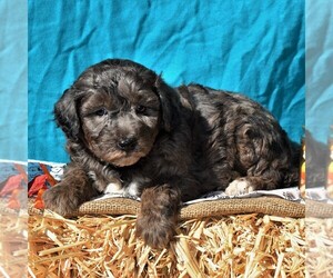 Poodle (Miniature)-Sheepadoodle Mix Puppy for sale in SUNBURY, PA, USA