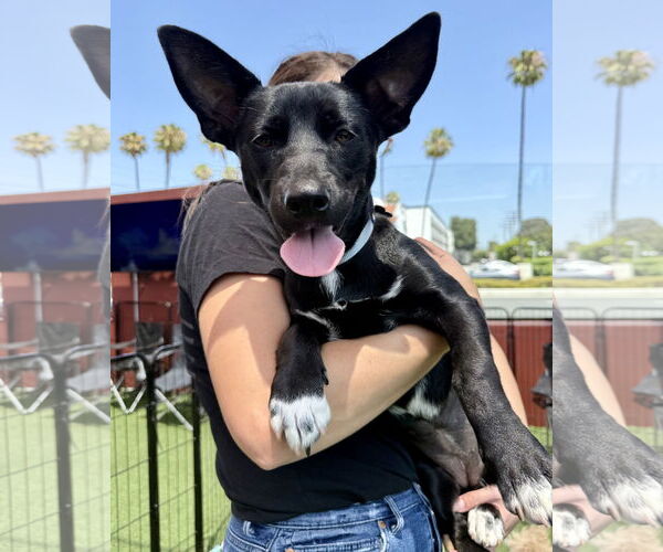 Medium Photo #6 Minnie Jack Puppy For Sale in Corona, CA, USA