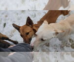 Small #15 Saluki-Whippet Mix