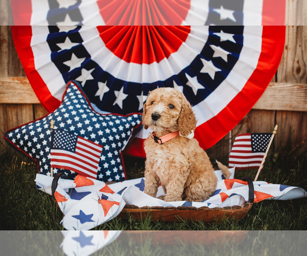 Medium Photo #1 Goldendoodle (Miniature) Puppy For Sale in HAZEL GREEN, AL, USA