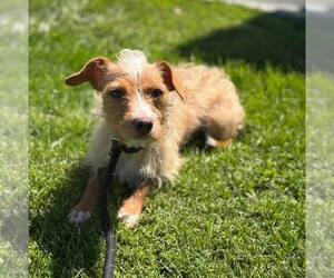 Mutt Dogs for adoption in Modesto, CA, USA