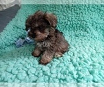 Small Photo #2 Shih Tzu Puppy For Sale in LAUREL, MS, USA