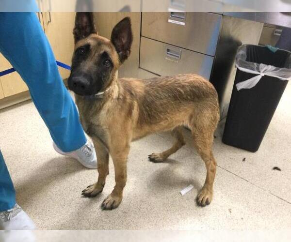 Medium Photo #1 German Shepherd Dog Puppy For Sale in Riverside, CA, USA