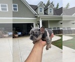Small Photo #4 French Bulldog Puppy For Sale in WINDER, GA, USA