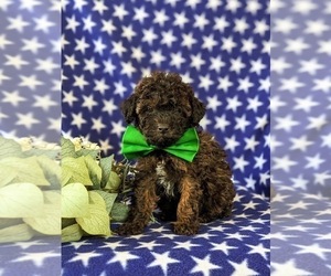 Poodle (Toy) Puppy for sale in LINCOLN UNIVERSITY, PA, USA