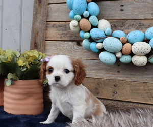Cavalier King Charles Spaniel Puppy for sale in HONEY BROOK, PA, USA