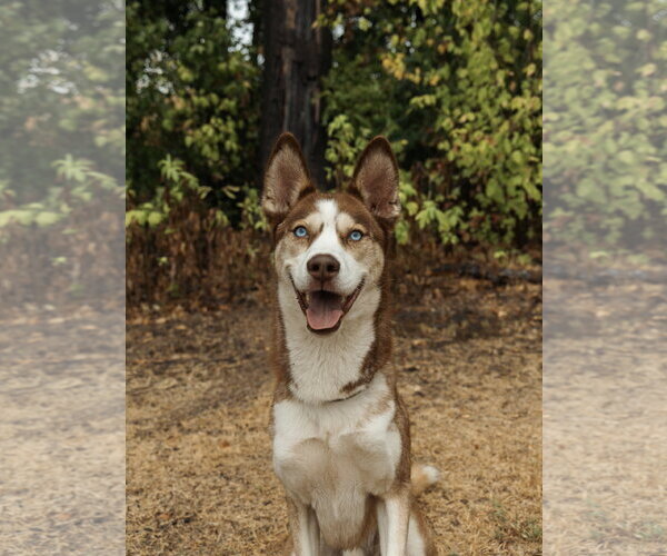 Medium Photo #2 Siberian Husky Puppy For Sale in Carrollton, TX, USA