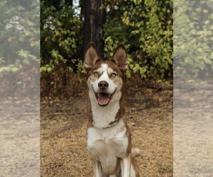 Zorro - Male Siberian Husky Dog for Adoption - Photo #2