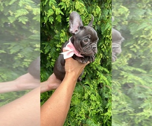 French Bulldog Puppy for sale in BROOKLYN, NY, USA