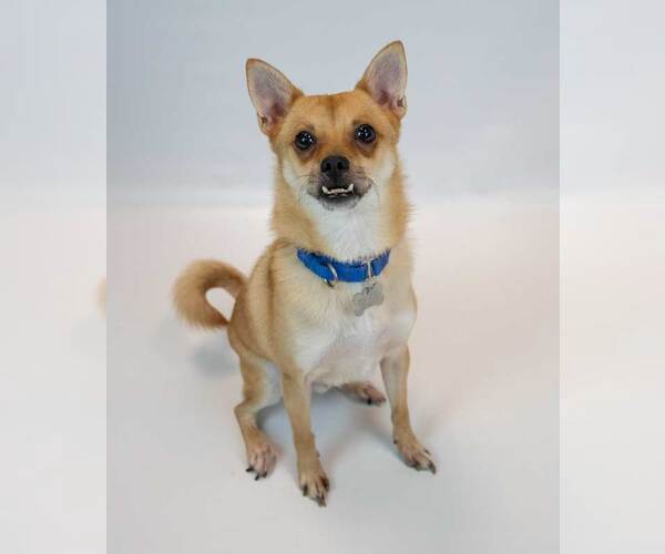 Medium Photo #2 Chihuahua-Unknown Mix Puppy For Sale in Kennesaw, GA, USA