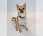 Small #1 Chihuahua Mix