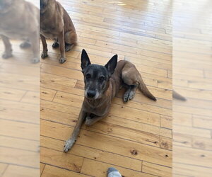 Jack Jack - OH - COURTESY POST - Male Mutt Dog for Adoption